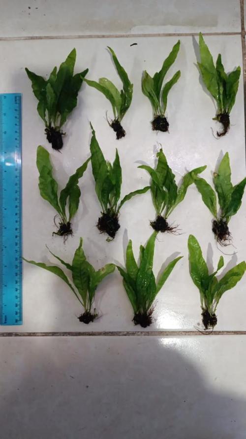 Bitki L119 Microsorum pteropus Akvaryum Bitki 