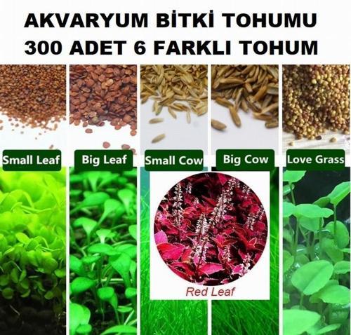 300 Adet 6 Farklı Akvaryum Bitkisi Tohumu + 10 Adet Karışık Gül Tohumu (KARGO BEDAVA)
