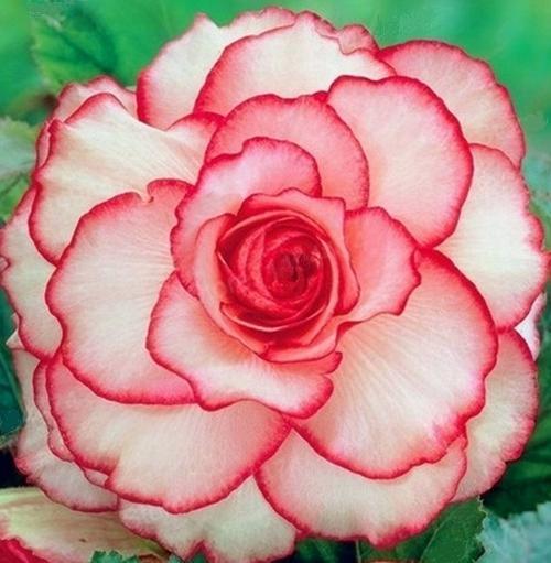 100 ADET KIRMIZI BEYAZ RENK BEGONYA ÇİÇEĞİ TOHUMU + 10 ADET HEDİYE KARIŞIK GÜL ÇİÇEK TOHUMU