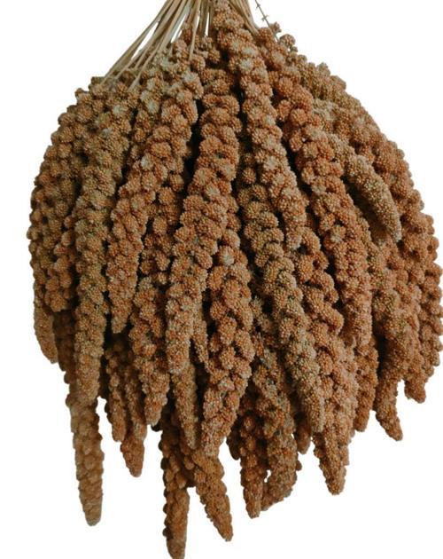 Kuşlar İçin Kızıl Dal Darı 150 gr