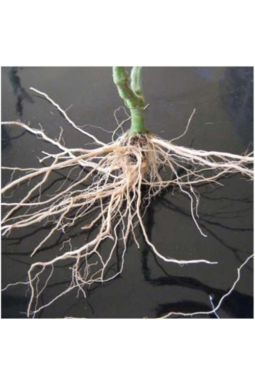 Bitki Köklendirme Hormonu