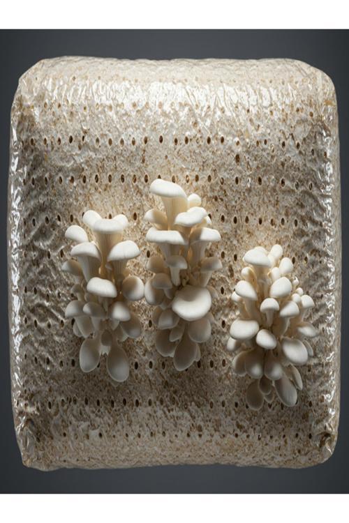 Micron Delikli 500 Adet Istiridye Mantarı Kompost Poşeti 30X60 Şeffaf Torba