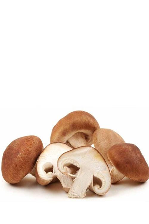 50 Gram Shitake Mantar Tohumu Miseli