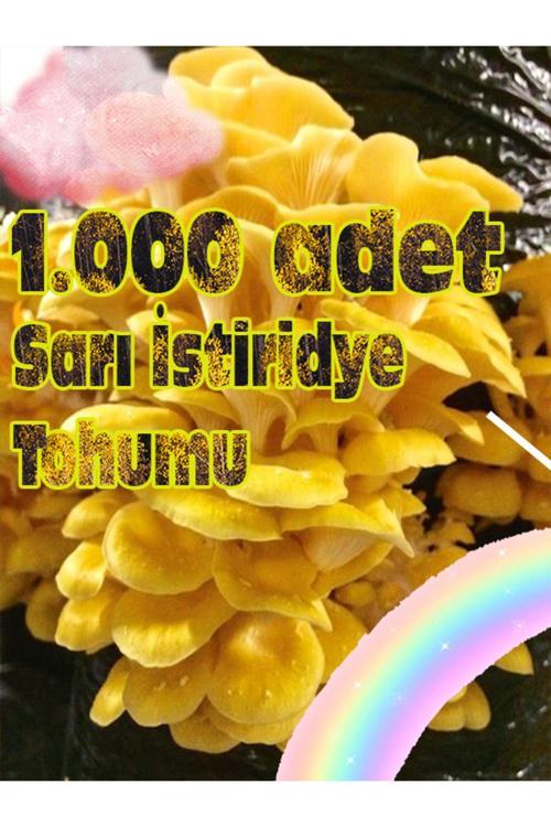Sarı Istiridye Mantarı Miseli Tohumu Vakumlu 100 Gram ( Ekim Kılavuzu)