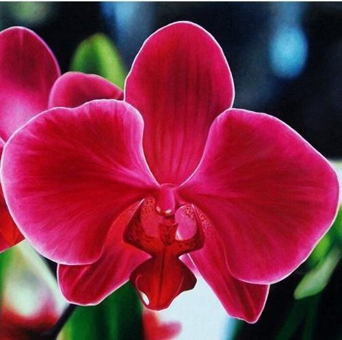 100 ADET KIRMIZI RENK ORKİDE ÇİÇEK TOHUMU + 10 ADET HEDİYE KARIŞIK RENK GÜL TOHUMU