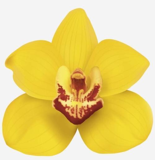 25 ADET SARI RENK ORKİDE ÇİÇEK TOHUMU + 10 ADET HEDİYE KARIŞIK RENK GÜL TOHUMU