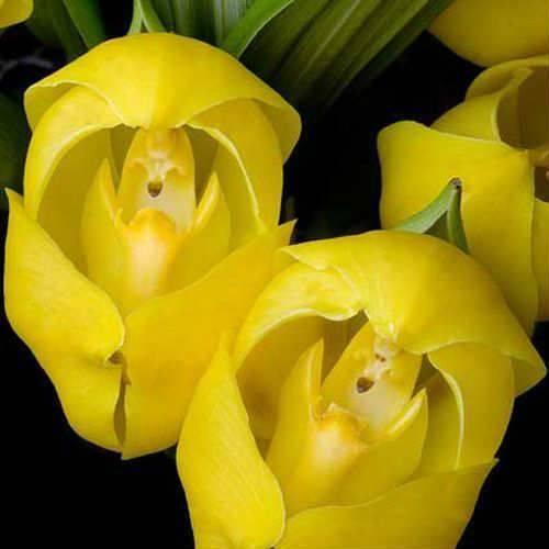 100 ADET SARI DUNDAKTAKİ BEBEK ORKİDE ÇİÇEK TOHUMU + 10 ADET HEDİYE KARIŞIK RENK GÜL TOHUMU