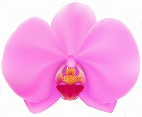 50 ADET PEMBE RENK ORKİDE ÇİÇEK TOHUMU + 10 ADET HEDİYE KARIŞIK RENK GÜL TOHUMU