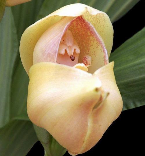 25 ADET KREM DUNDAKTAKİ BEBEK ORKİDE ÇİÇEK TOHUMU + 10 ADET HEDİYE KARIŞIK RENK GÜL TOHUMU