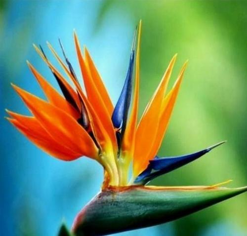 100 ADET TURUNCU RENK ÇENNET KUŞU ORKİDE ÇİÇEK TOHUMU + 10 ADET HEDİYE KARIŞIK RENK GÜL TOHUMU