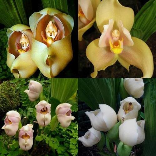 50 ADET KARIŞIK K.BEBEK ORKİDE ÇİÇEK TOHUMU + 10 ADET HEDİYE KARIŞIK RENK GÜL TOHUMU