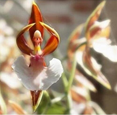 10 ADET BALERİN ORKİDE ÇİÇEK TOHUMU + 10 ADET HEDİYE KARIŞIK RENK GÜL TOHUMU