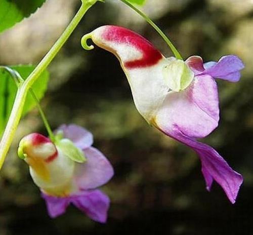 10 ADET KUŞ ORKİDE ÇİÇEK TOHUMU + 10 ADET HEDİYE KARIŞIK RENK GÜL TOHUMU