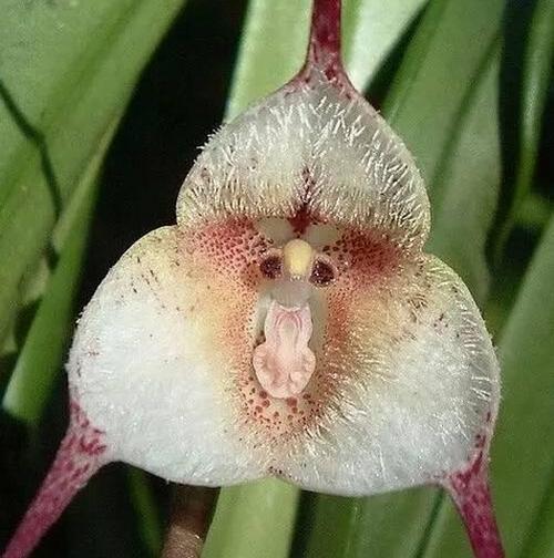 25 ADET MAYMUN ORKİDE ÇİÇEK TOHUMU + 10 ADET HEDİYE KARIŞIK RENK GÜL TOHUMU