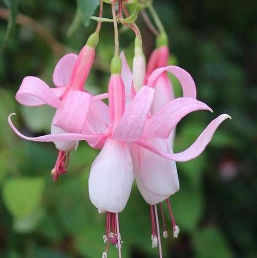 100 ADET PEMBE BEYAZ RENK KÜPE ÇİÇEĞİ TOHUMU + 10 ADET HEDİYE KARIŞIK GÜL ÇİÇEK TOHUMU