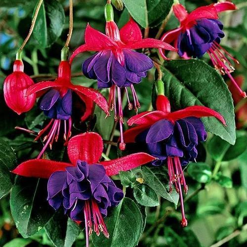 50 ADET KIRMIZI MOR RENK KÜPE ÇİÇEĞİ TOHUMU + 10 ADET HEDİYE KARIŞIK GÜL ÇİÇEK TOHUMU