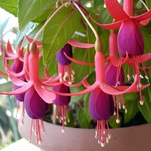 25 ADET MOR PEMBE RENK KÜPE ÇİÇEĞİ TOHUMU + 10 ADET HEDİYE KARIŞIK GÜL ÇİÇEK TOHUMU