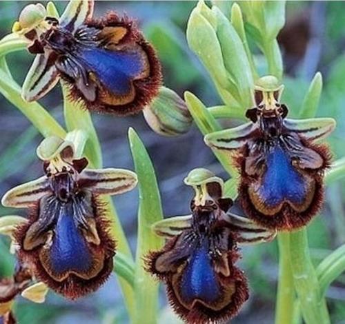 25 ADET ARI ORKİDE ÇİÇEK TOHUMU + 10 ADET HEDİYE KARIŞIK RENK GÜL TOHUMU