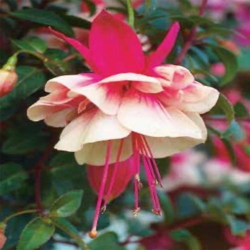 25 ADET PEMBE BEYAZ RENK KÜPE ÇİÇEĞİ TOHUMU + 10 ADET HEDİYE KARIŞIK GÜL ÇİÇEK TOHUMU