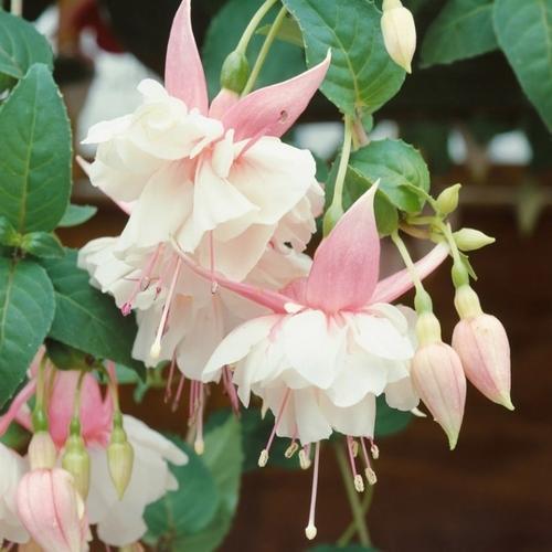 25 ADET PEMBE BEYAZ RENK KÜPE ÇİÇEĞİ TOHUMU + 10 ADET HEDİYE KARIŞIK GÜL ÇİÇEK TOHUMU