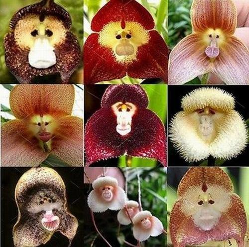 100 ADET KARIŞIK MAYMUN ORKİDE ÇİÇEK TOHUMU + 10 ADET HEDİYE KARIŞIK RENK GÜL TOHUMU