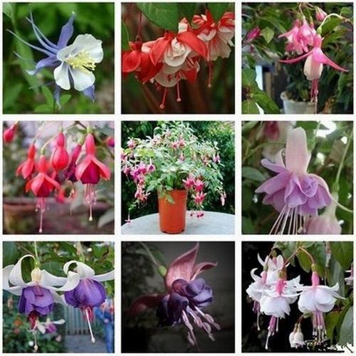 10 ADET KARIŞIK RENK KÜPE ÇİÇEĞİ TOHUMU + 10 ADET HEDİYE KARIŞIK GÜL ÇİÇEK TOHUMU