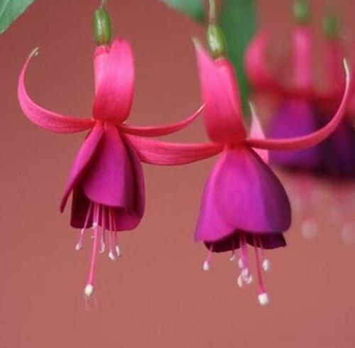 50 ADET BORDO RENK KÜPE ÇİÇEĞİ TOHUMU + 10 ADET HEDİYE KARIŞIK GÜL ÇİÇEK TOHUMU