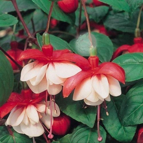 10 ADET KIRMIZI BEYAZ RENK KÜPE ÇİÇEĞİ TOHUMU + 10 ADET HEDİYE KARIŞIK GÜL ÇİÇEK TOHUMU