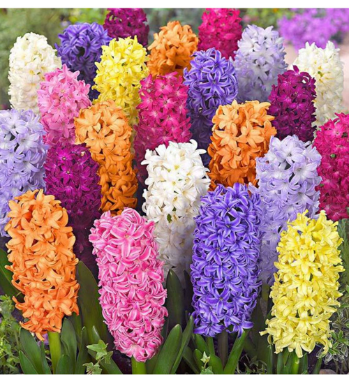 50 ADET KARIŞIK RENK SÜMBÜL TOHUMU + 10 ADET HEDİYE SÜS YONCASI TOHUM (KARGO BEDAVA)