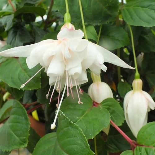 10 ADET BEYAZ RENK KÜPE ÇİÇEĞİ TOHUMU + 10 ADET HEDİYE KARIŞIK GÜL ÇİÇEK TOHUMU