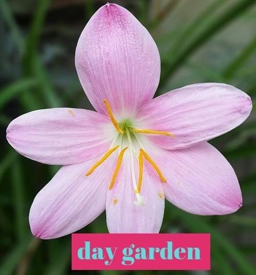 10 ADET SAFRAN ÇİĞDEM ÇİÇEĞİ TOHUMU + 10 ADET HEDİYE KARIŞIK RENK GÜL TOHUMU