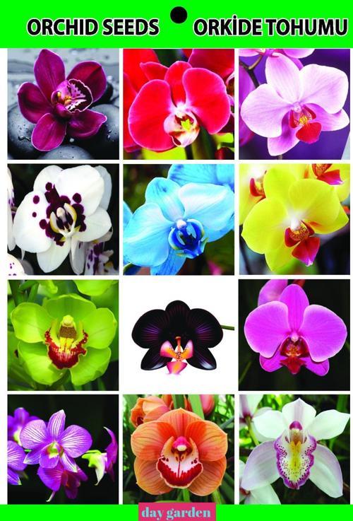 10 Adet Karişik Renk Orkide Tohumu 10 Adet Hediye Lale Tohumu