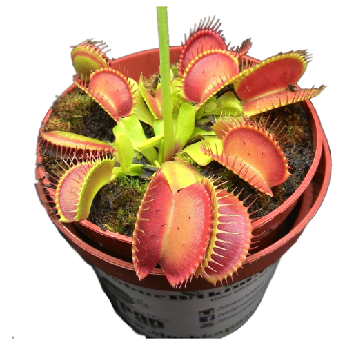 25 ADET VENÜS SİNEK KAPAN ETOBUR BİTKİ TOHUMU + 10 ADET HEDİYE SÜS YONCASI TOHUMU