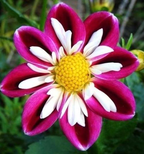 10 ADET BORDO BEYAZ DAHLİA (YILDIZ ÇİÇEĞİ) TOHUMU + 10 ADET HEDİYE KARIŞIK RENK GÜL ÇİÇEK TOHUMU