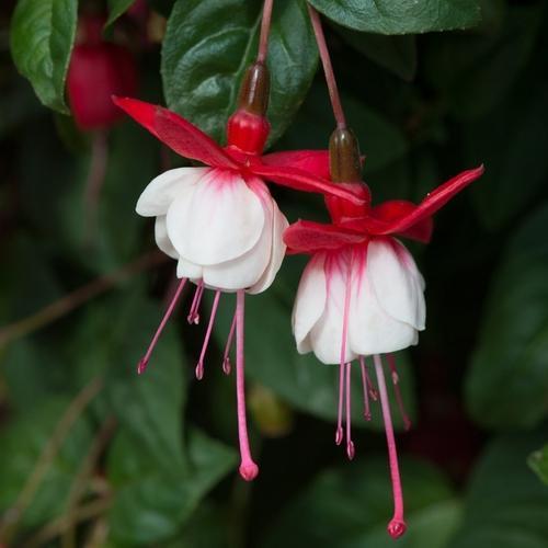 10 ADET KIRMIZI BEYAZ RENK KÜPE ÇİÇEĞİ TOHUMU + 10 ADET HEDİYE KARIŞIK GÜL ÇİÇEK TOHUMU