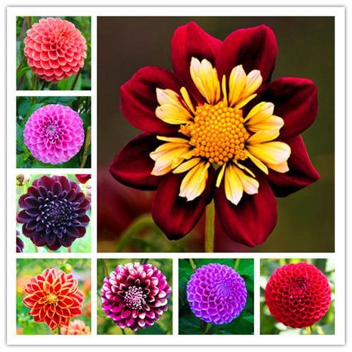 100 ADET KARIŞIK RENK DAHLİA (YILDIZ ÇİÇEĞİ) TOHUMU + 10 ADET HEDİYE KARIŞIK RENK GÜL TOHUMU