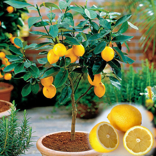 5 ADET BODUR SAKSI BONSAI LİMON TOHUMU + 10 ADET HEDİYE KARIŞIK RENK LALE ÇİÇEK TOHUMU