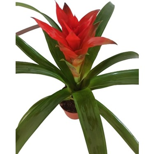 10 Adet Bordo Lale Tohumu 10 Adet Gül Tohumu