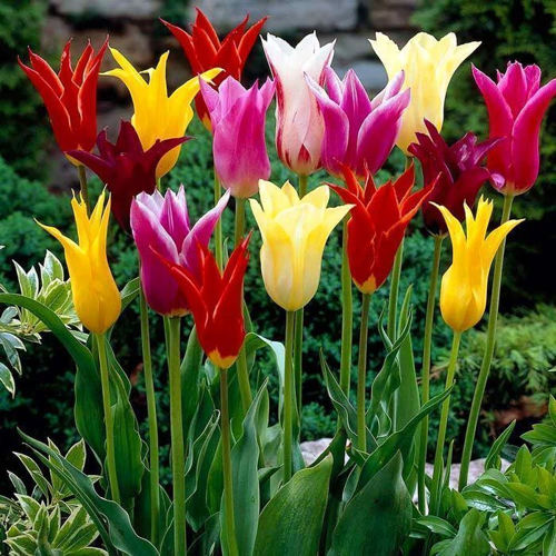 25 ADET KARIŞIK OSMANLI LALE ÇİÇEK TOHUMU + 10 ADET HEDİYE KARIŞIK RENK GÜL ÇİÇEK TOHUMU