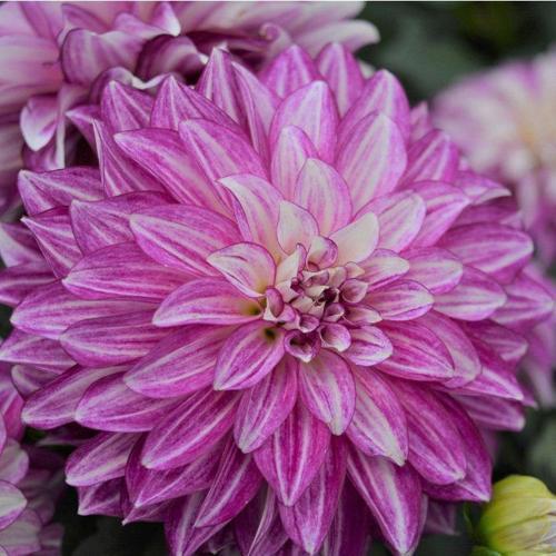 10 ADET MOR RENK DAHLİA (YILDIZ ÇİÇEĞİ) TOHUMU + 10 ADET HEDİYE KARIŞIK RENK GÜL TOHUMU