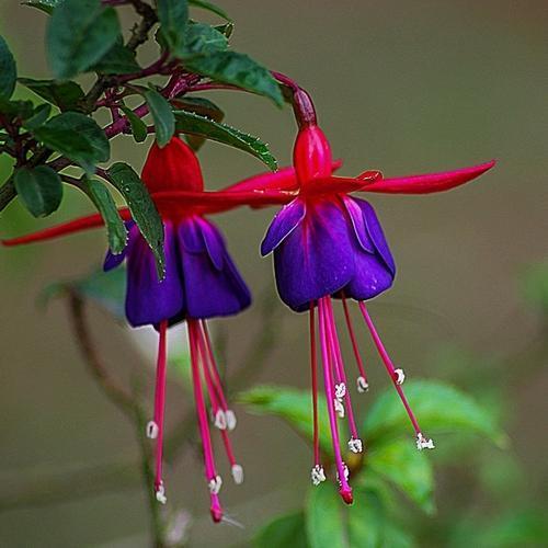 100 ADET L.KIRMIZI RENK KÜPE ÇİÇEĞİ TOHUMU + 10 ADET HEDİYE KARIŞIK GÜL ÇİÇEK TOHUMU