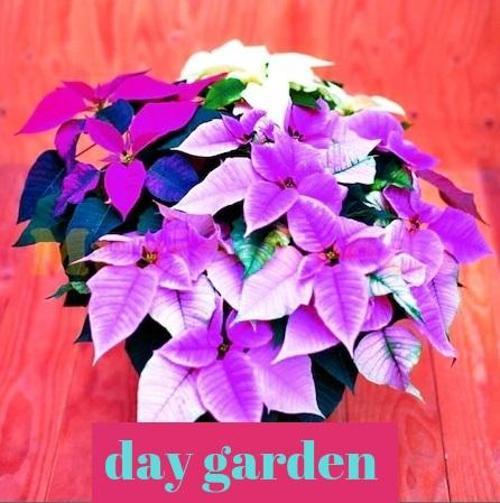 10 ADET MAVİ Atatürk ÇİÇEĞİ TOHUMU + 10 ADET HEDİYE KARIŞIK RENK GÜL TOHUMU