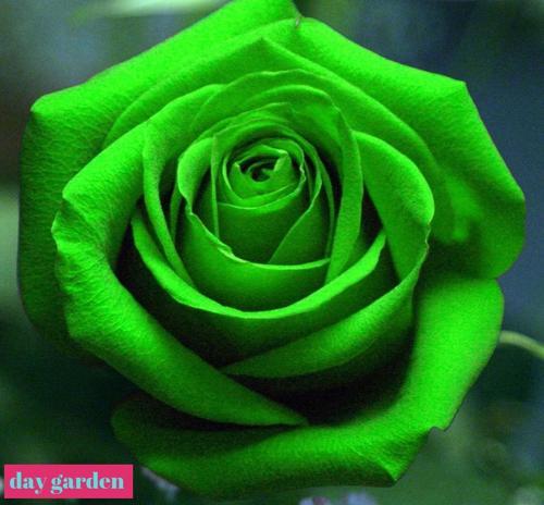 10 ADET YEŞİL RENK GÜL ÇİÇEK TOHUMU + 10 ADET HEDİYE KARIŞIK RENK LALE ÇİÇEK TOHUMU