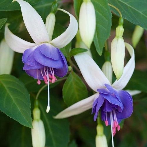 10 ADET BEYAZ MAVİ RENK KÜPE ÇİÇEĞİ TOHUMU + 10 ADET HEDİYE KARIŞIK GÜL ÇİÇEK TOHUMU