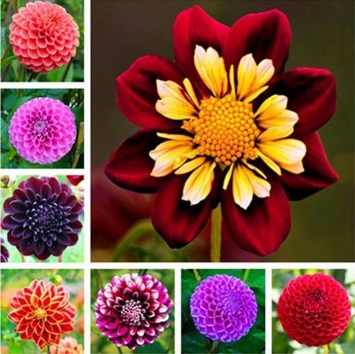 GARDEN 10 ADET KARIŞIK DAHLİA ÇİÇEĞİ TOHUMU + 10 ADET HEDİYE KARIŞIK GÜL ÇİÇEK TOHUMU