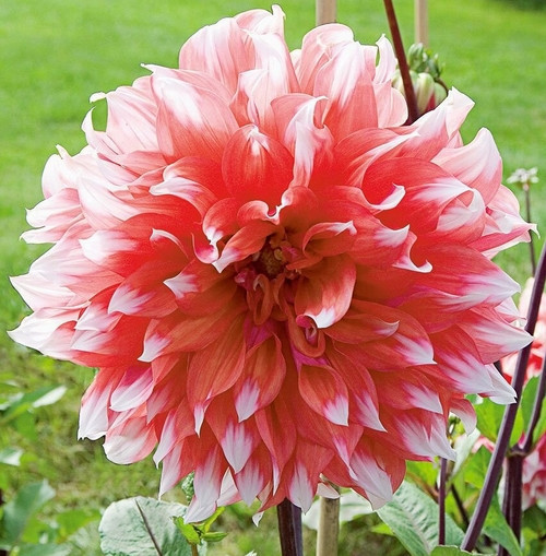GARDEN 10 ADET PEMBE DAHLİA ÇİÇEĞİ TOHUMU + 10 ADET HEDİYE KARIŞIK GÜL ÇİÇEK TOHUMU