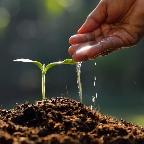 GARDEN 10 ADET PHALAENOPSİS MOR ORKİDE TOHUMU + 10 ADET HEDİYE GÜL TOHUMU