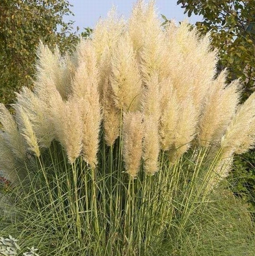 25 ADET KREM RENK PAMPAS ÇİÇEK TOHUMU + 10 ADET HEDİYE KARIŞIK RENK GÜL TOHUMU