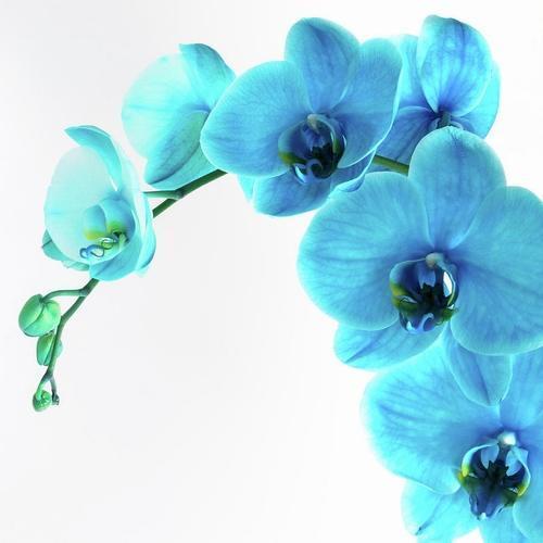 GARDEN 10 ADET KARIŞIK KAKTÜS TOHUMU + 10 ADET HEDİYE GÜL TOHUMU