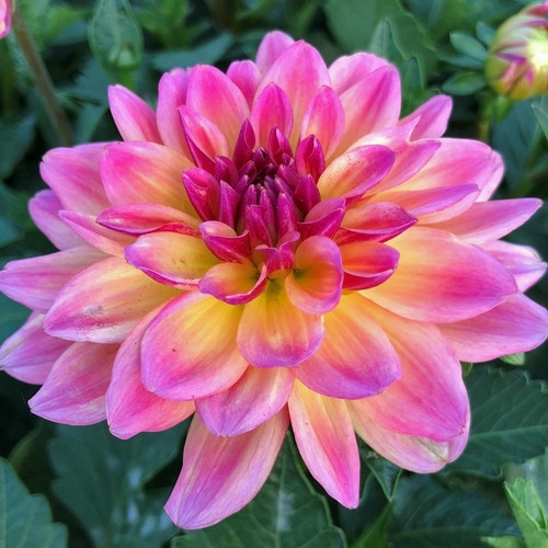 GARDEN 10 ADET PEMBE DAHLİA ÇİÇEĞİ TOHUMU + 10 ADET HEDİYE KARIŞIK GÜL ÇİÇEK TOHUMU